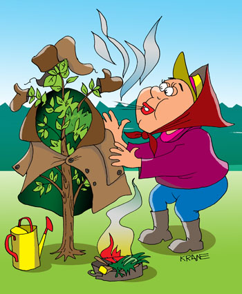 Карикатура про заморозки на почве. Дачник укрывает весной яблоню, делает дымокуры, поливает, чтоьы спасти от заморозка. Ночью по прогнозу будет на почве заморозок.