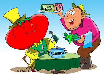 Карикатура о помидорах. Подкормка помидоров. Йод, азот, соль, сода, крапива, окопник. Дачник официант подает блюда сеньору помидору.