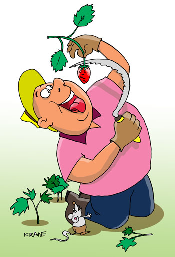 Карикатура о клубнике. Дачник подстригает клубнику. Мышка надеется последнюю в этом сезоне ягоду проглотить.