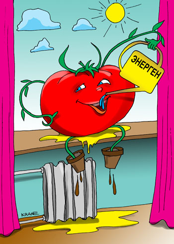 Карикатура о помидорах. Помидор пьет из лейки энерген.