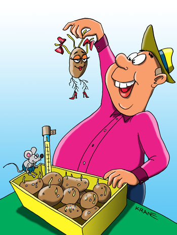 Карикатура о проращивании картошки. Дачник следит за семенным картофелем.