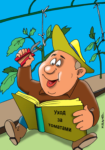 Карикатура о дачнике с помидорами. Дачник читает книгу как ухаживать за томатами. Обрезает листья и пасенки.