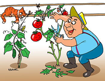 Карикатура опасынках помидоров. Дачник отрывает пасынки в теплицы у помидор. Кот путает веревки.