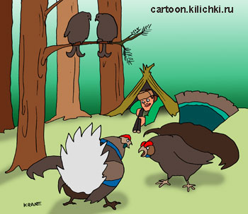 Карикатура об охоте на тетеревов. На току токуют два здоровых тетерева. Охотник целится из ружья сидя в скрадке. 