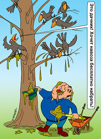Карикатура о воронах. Это дачник! Хочет навоза бесплатно набрать! Вороны на ветках дерева обливают прохожих пометом.
