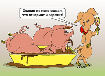 Карикатура про откорм свиней. Свиньи у кормушки. Худая свинья на диете сидит. Хозяин откармливает свиней. Когда наберут вес их отправят на колбасу.