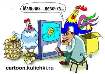 Карикатура о УЗИ. Курица принесла на УЗИ несколько ячеек яиц, чтобы определить пол будущих цыплят. Петух помогает, врач определяет.