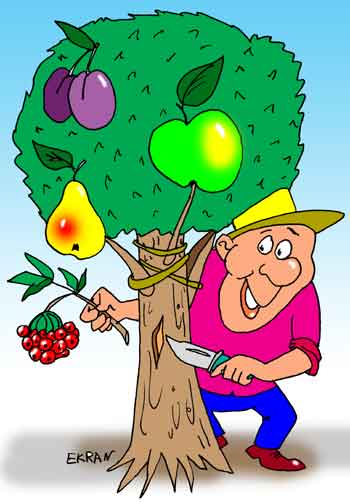 Карикатура о сезонных дачных работах. Дачник прививает на дереве яблоню, грушу, вишню.     