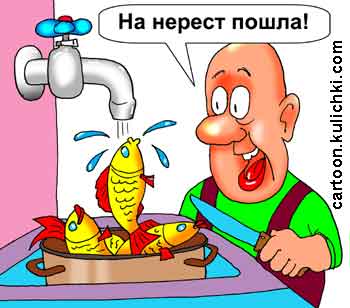 Карикатура о чистке рыбы от чешуи. Мужик положил в раковину свежую рыбу , открыл воду и рыба поплыла против течения на нерест в смеситель по трубе согласно инстинкту.      