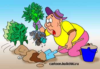 Карикатура о дачнике копающим картошку. Дачник с лопатой копает клубни похожие на гранаты.