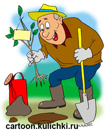 Карикатура о сезонных дачных работах. Дачник высаживает  молодые садовые деревья. Саженец куплен в магазине и на нем этикетка.  