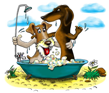 Карикатура о таксе и фокстерьере. Мойка собак. Такса и фокстерьер купаются в ванной.