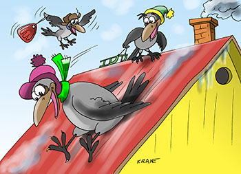 Карикатура о повадках ворон. Вороны и сороки катаются с крыш домов и автомобилей как дети на ледянках и санках