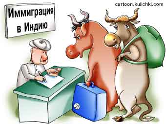 Карикатура про иммиграцию в Индию. Корова и бык собираются выехать на ПМЖ в Индию, чтобы избежать мясокомбината. Корова - священное животное. Посольство Индии в Москве.